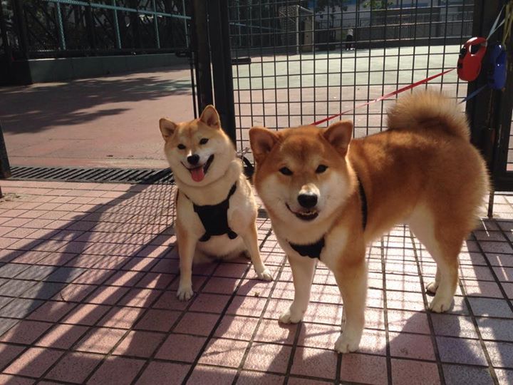 意甲球队实力比拼:战术、速度、高效攻守!,意甲实力如何