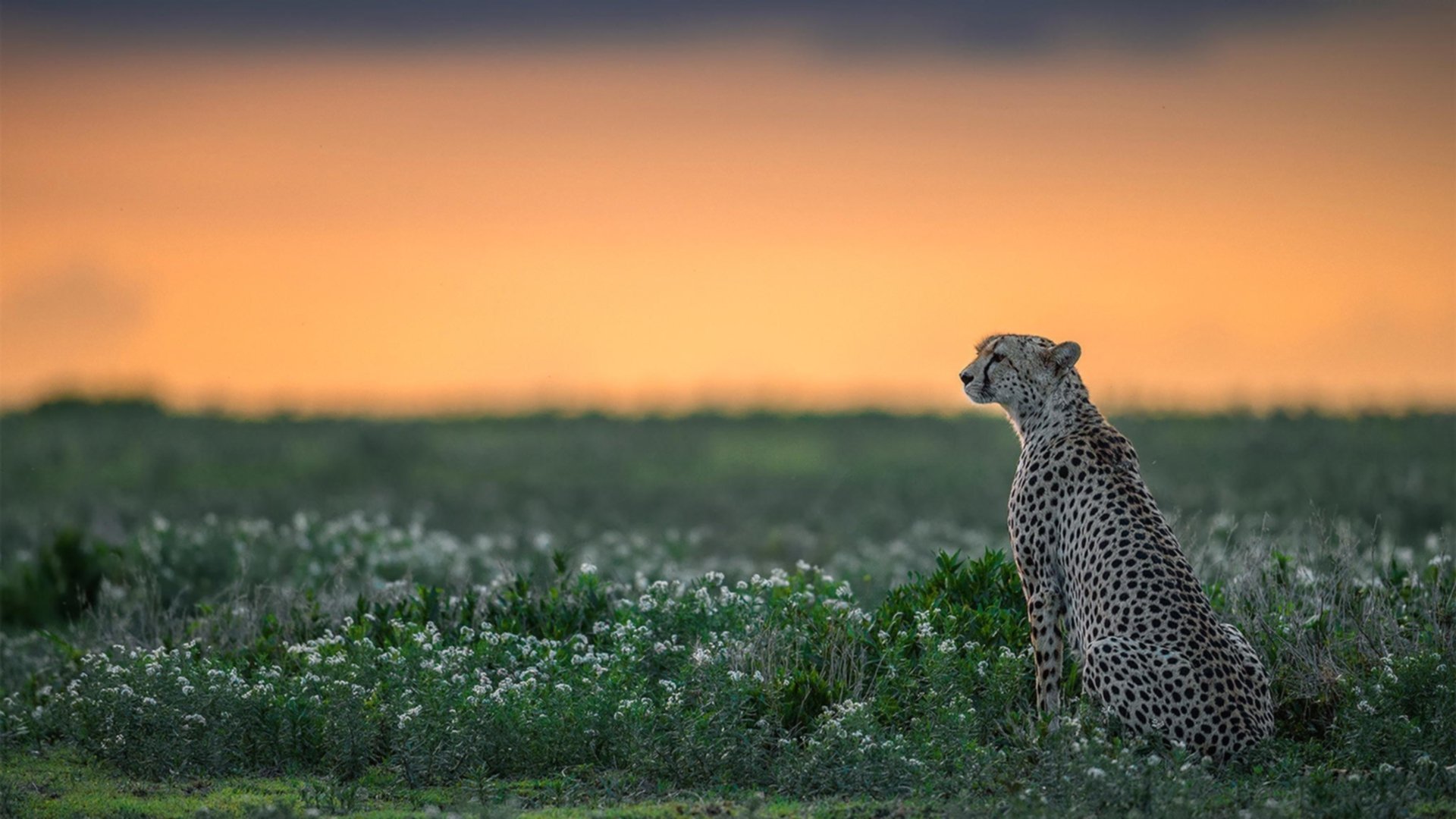 欧洲杯战术大变:变化多端,精彩纷呈!,欧洲杯战术分析