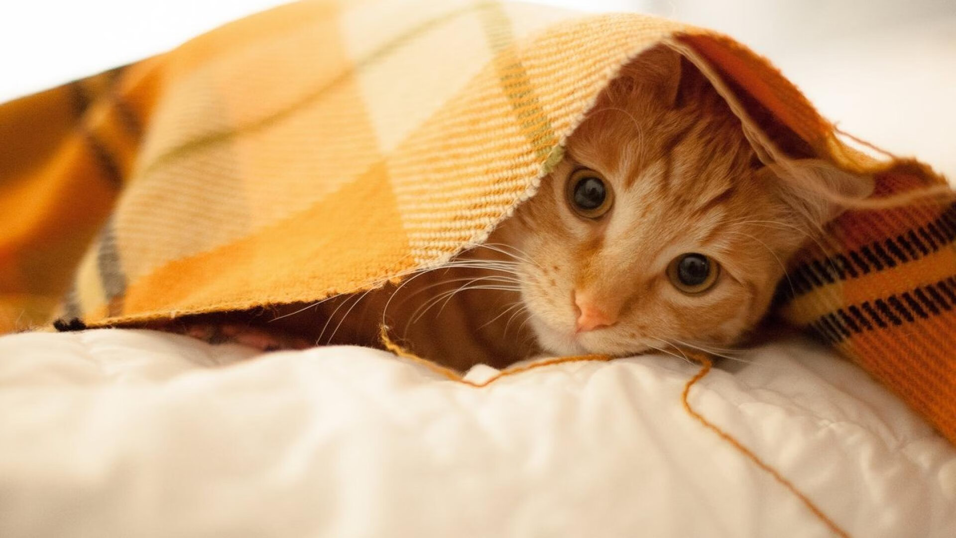 爱游戏下载-欧洲杯激战连连：战术变幻引爆现场！，欧洲杯揭幕战依98db in